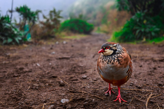 'Prying Birdie'