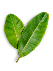 Fototapeta premium Banana leaf isolated on white background. File contains a clipping path.