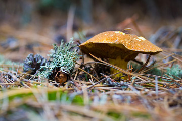 Closeup of a forest mushroom
