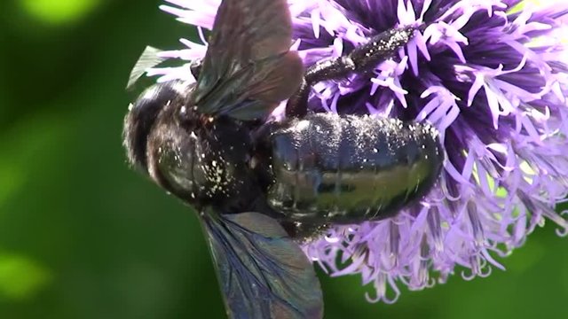 Eine gro&szlig;e blaue Holzbiene krabbelt an einer Kugeldistel (Nahaufnahme)