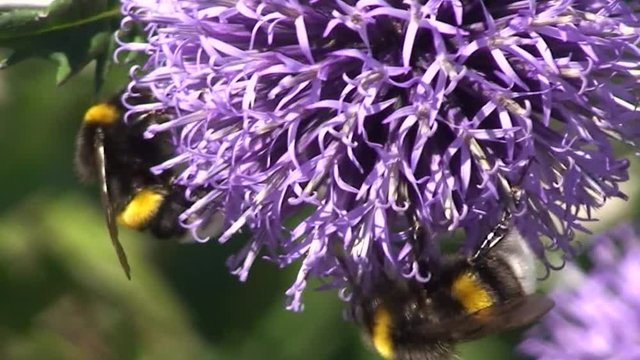 Hummeln krabbeln an einer Kugeldistel