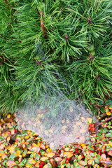 Web in dew on a fir-tree and berries
