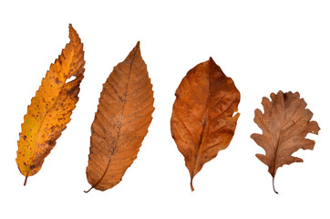 Blätter, Herbst, Laub