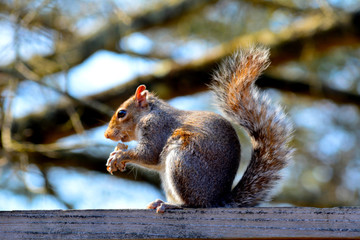 Squirrel eating a peanut
