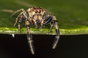 Jumping Spider on leaf extreme close up - Macro photo of jumping Spider on leaf