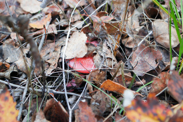 Fungus among leaves in the autumn forest.