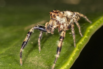 Jumping Spider on leaf extreme close up - Macro photo of jumping Spider on leaf