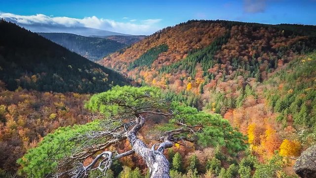 Herbst im Wald - Cinemagraph