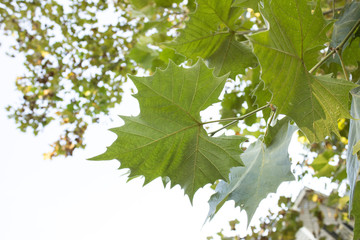 Horizontal leaves and sky