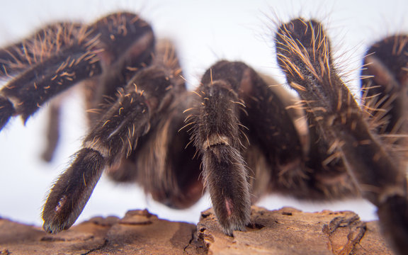 Closeup of mexican spider -tarantula (brachypelma albopilosum)