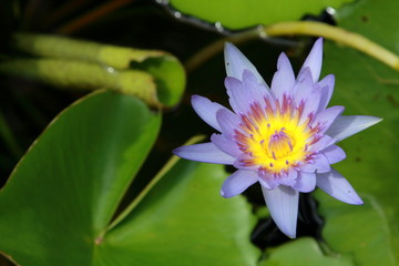 Water Lily Flower in the Lake. Flower in the morning light.