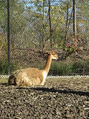 lama © CB94