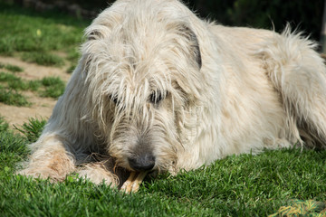 Naklejka na ściany i meble Lying Irish Wolfhound dog eats bone on the grass. The dog gnaws a bone in the garden on the lawn