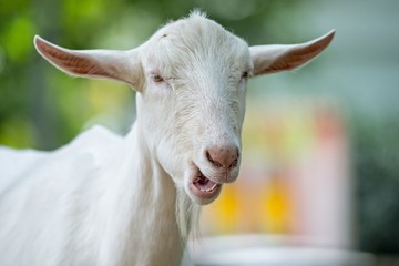 goat posing at a country farm