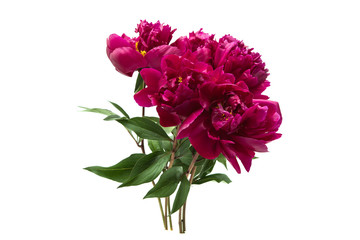 Peony isolated