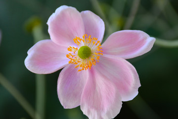 Single pink japanese anemone flower in full bloom