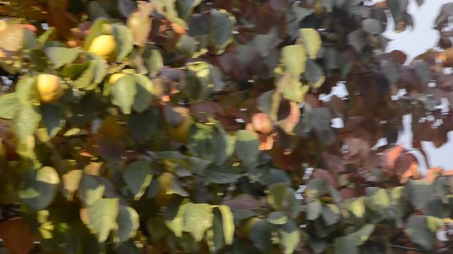 カキノキ Diospyros kaki كاكي Tomel japonsk&yacute; Hurma wschodnia Datolyaszilva Խուրմա արևելյան Хурма Caqui восточная אפרסמון Trabzon hurması Plaqueminier Palosanto