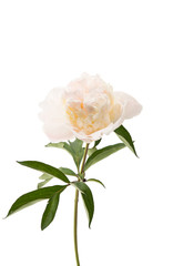 Peony isolated