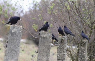Meeting of the Parliament of crows in the autumn...