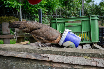 Phoenix hen eating from bucket of feed for chickens on traditional rural barn yard, stick head in...