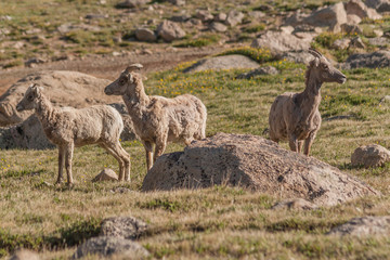 Naklejka na ściany i meble Bighorn Sheep Ewes and lamb