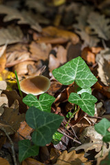 Little mushroom hiding under the leaves on the forest floor