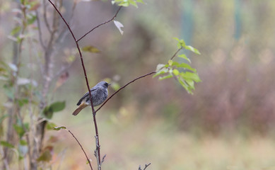 The black bird sits on a vertical branch