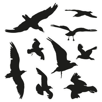 Seagulls Vector Silhouettes