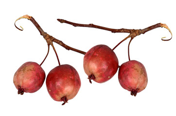 kleiner Apfel, Zweig, Herbst