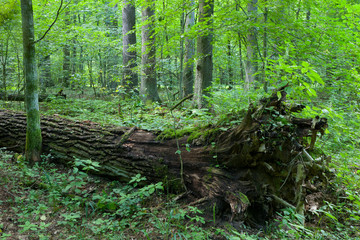 Fototapeta premium Broken oak tree trung lying storm after