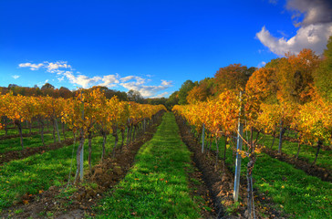 Obraz premium Weingarten im Herbst