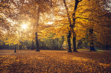 Colorful autumn park on sunny morning in Krakow, Poland