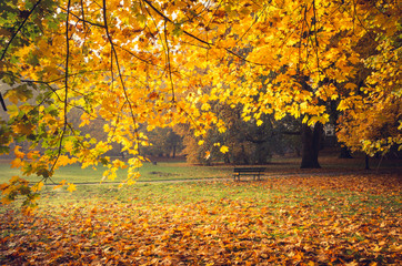 Colorful autumn park on sunny morning in Krakow, Poland - 126004799