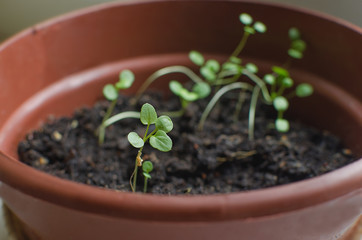 Fresh green violets sprouts in the pot