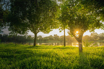 Fototapeta premium Trees near lake and green grass where light shines