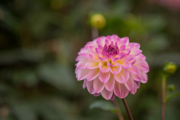 Fototapeta premium Hochzeitsblumen