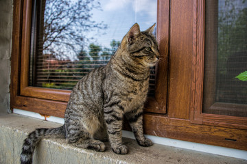 Close up of domestic short-haired tabby tomcat sitting on window of the house