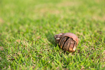 Hermit crab in the grass