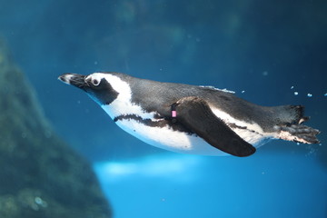 Obraz premium ケープペンギン