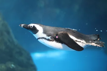 Meubelstickers Pinguïn Afrikaanse pinguïn