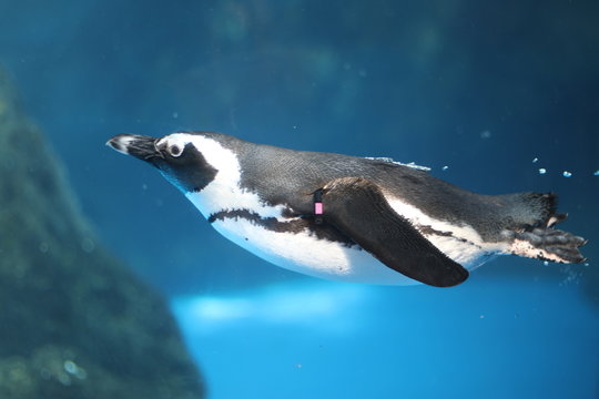 ケープペンギン の画像 11 972 件の Stock 写真 ベクターおよびビデオ Adobe Stock