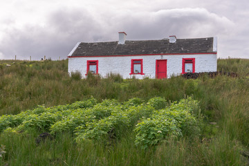 Traditional Irish cottage with potatoes growing in the front garden.