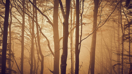 Autunno nella foresta con nebbia