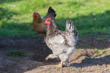 rooster and chicken