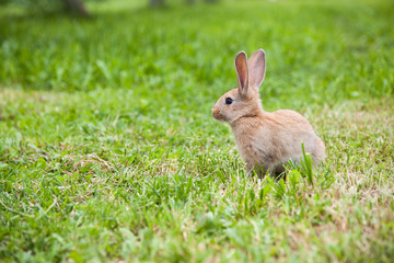 Cute rabbit on the grass