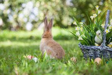 Cute rabbit and little