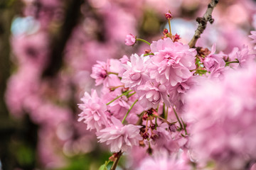 delicate pink flowers blossomed Japanese cherry trees close up