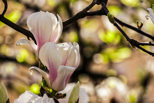 magnolia flowers close up on a blur green leaves background
