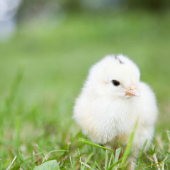 Cute little chick
