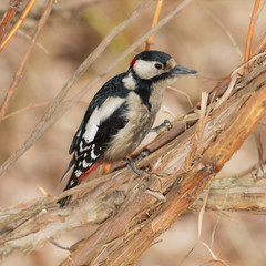 woodpecker in the woods closeup